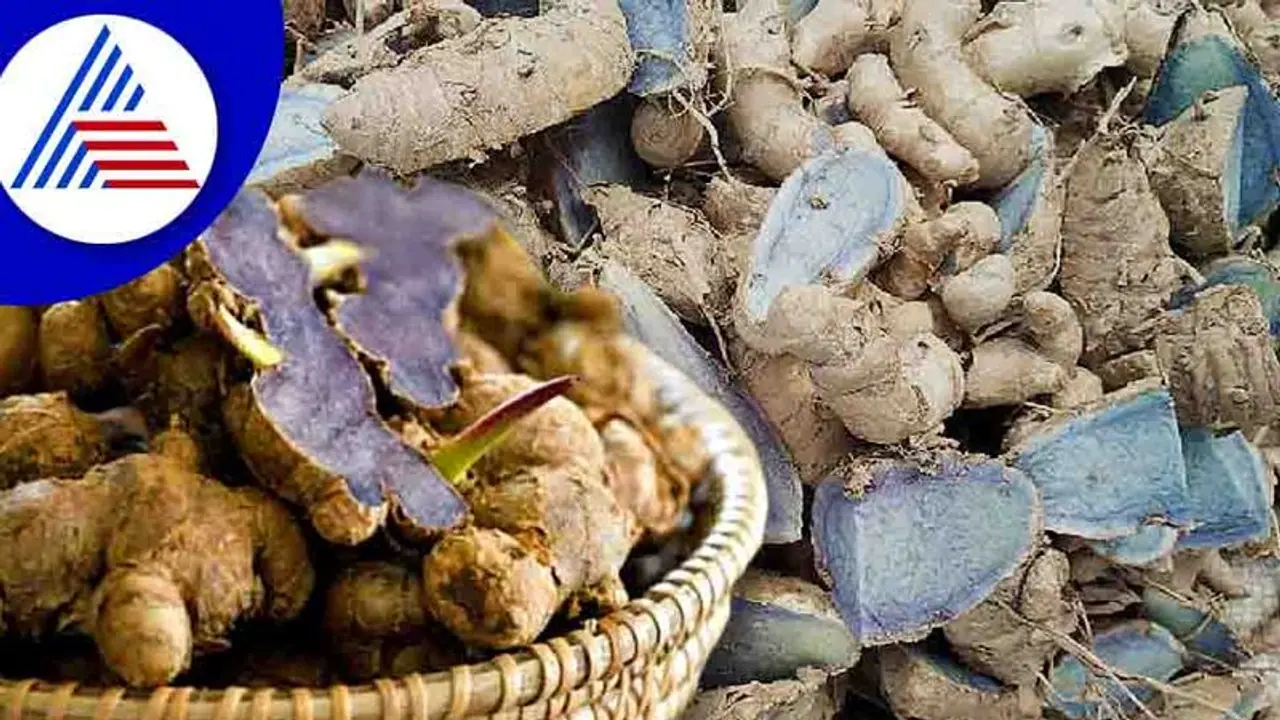 Business Ideas: నల్ల పసుపు లాభాలు ఇవే, రెండెకరాల్లో సాగు చేస్తే, కోటీశ్వరులు అవడం ఖాయం.. Business Ideas: నల్ల పసుపు లాభాలు ఇవే, రెండెకరాల్లో సాగు చేస్తే, కోటీశ్వరులు అవడం ఖాయం..