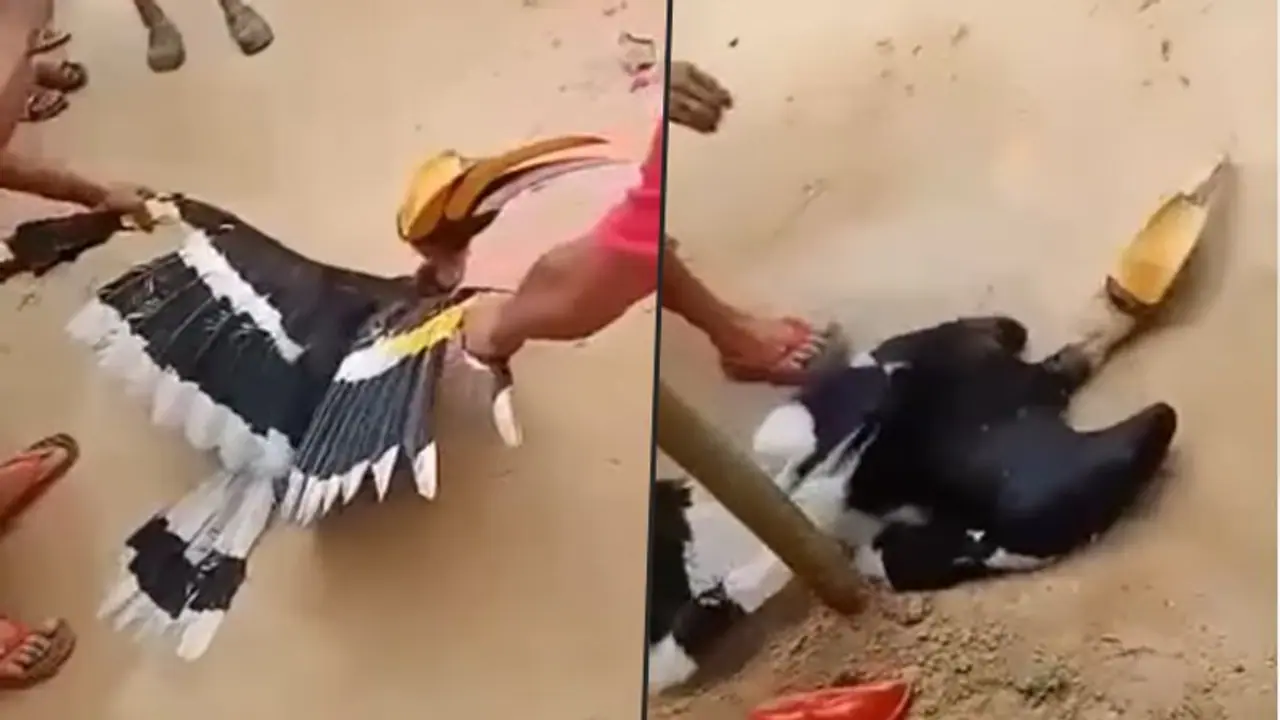 Horrific video of Great Indian Hornbill being tortured, goes viral; 3 arrested Horrific video of Great Indian Hornbill being tortured, goes viral; 3 arrested