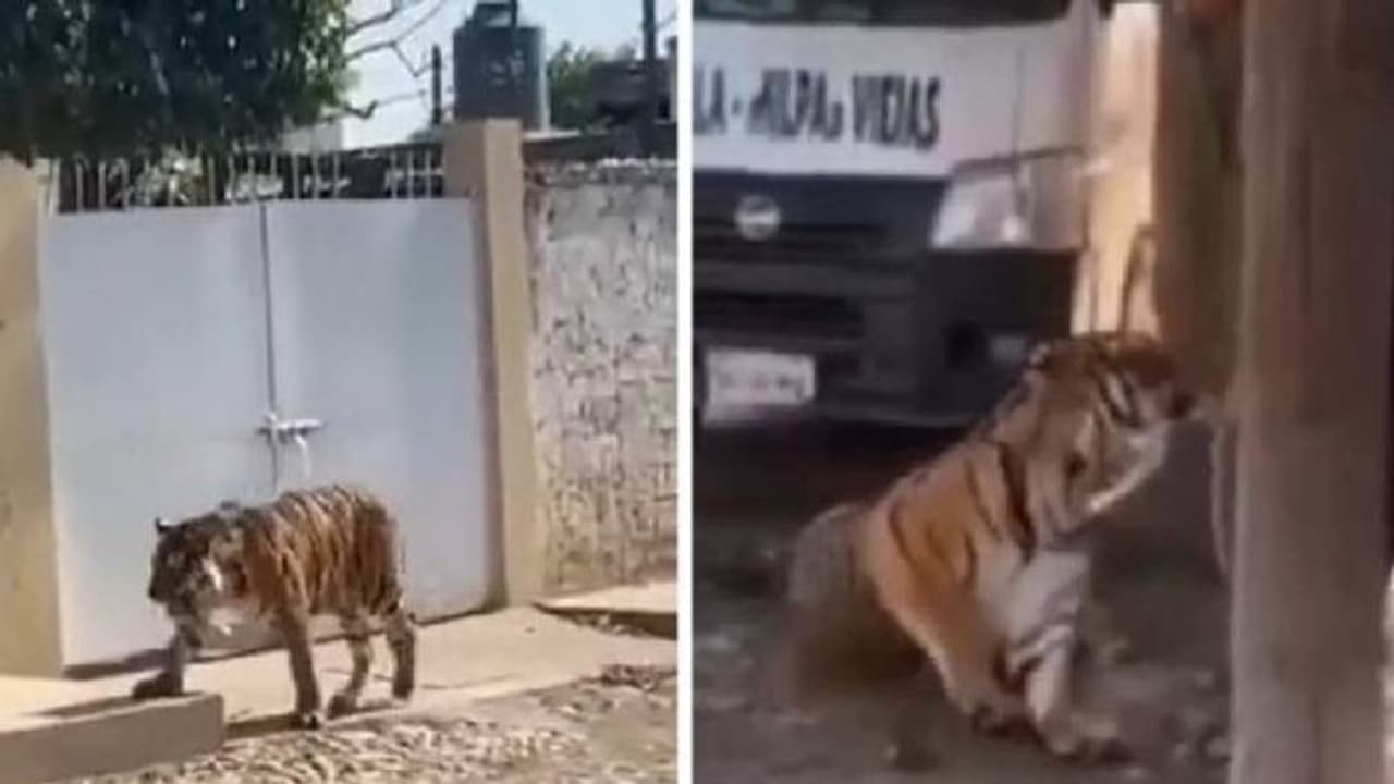 തെരുവിലൂടെ അലഞ്ഞുതിരിഞ്ഞ് ബം​ഗാൾ കടുവ, കൂസലില്ലാതെ വന്ന് കൂടെക്കൂട്ടി ഉടമ!