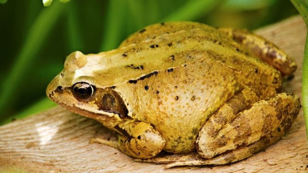 तीन महीने पहले मेंढ़कों को बचाया था और बगीचे में शरण दी, अब बंदा खुद वहां नहीं घूम सकता, जानिए क्यों 