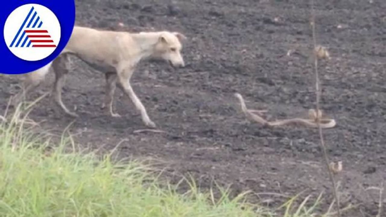 ಜಿದ್ದಾ ಜಿದ್ದಿನ ಘೋರ ಕಾಳಗದಲ್ಲಿ ಗೆದ್ದಿದ್ದು 'ಸಾವು': ಶ್ವಾನ, ಸರ್ಪದ ವಿಡಿಯೋ ವೈರಲ್‌..!