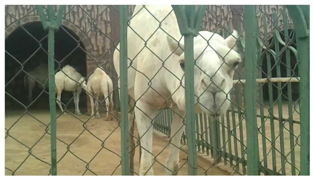 സൗദിയില് പുതിയതായി 16 മൃഗശാലകള് കൂടി സ്ഥാപിക്കും സൗദിയില് പുതിയതായി 16 മൃഗശാലകള് കൂടി സ്ഥാപിക്കും