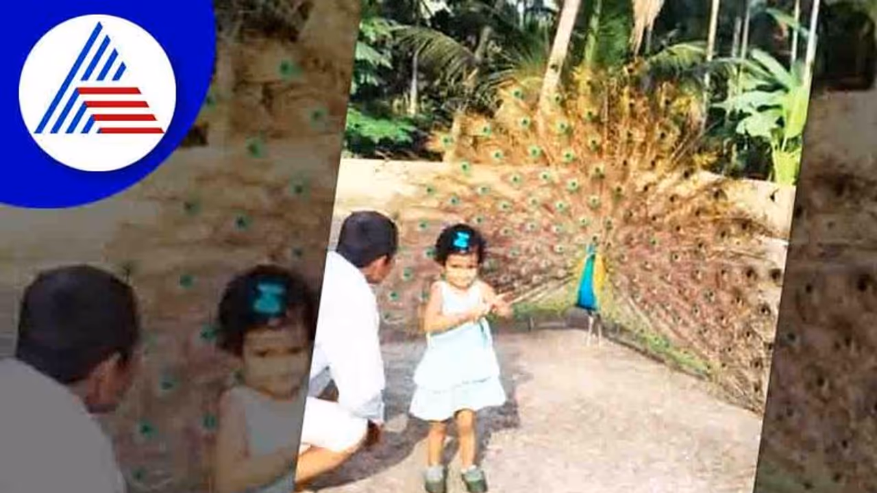 ನೀರುಮಾರ್ಗ ದೇವಸ್ಥಾನದಲ್ಲಿ ಭಕ್ತರಿಗೆ ‘ಮಯೂರ’ ದರ್ಶನ!