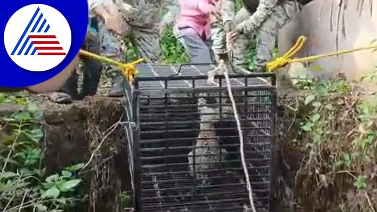 ತೆರೆದ ಬಾವಿಗೆ ಬಿದ್ದು ಒದ್ದಾಡುತ್ತಿದ್ದ ಚಿರತೆ: ಬೋನಿಳಿಸಿ ರಕ್ಷಿಸಿದ ಅರಣ್ಯ ಸಿಬ್ಬಂದಿ