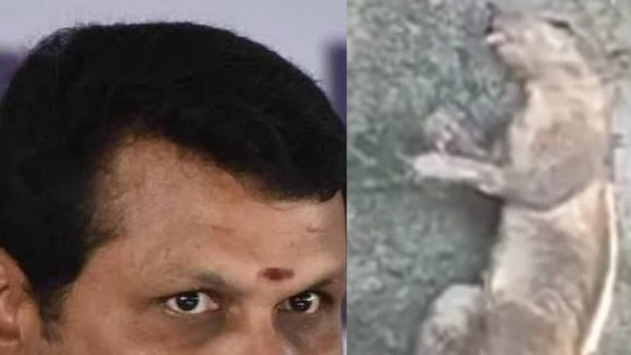 அமைச்சர் செந்தில் பாலாஜி சொன்னப்போ சிரிச்சாங்கலே.. இதோ பார் அணில்.. வெளியானது ஆதாரம். 