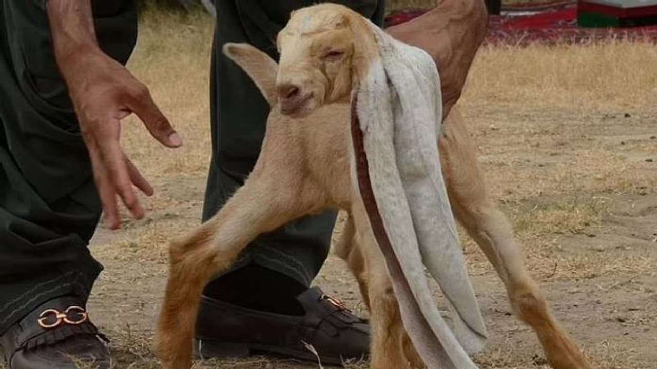 19 ഇഞ്ച് നീളമുള്ള ചെവികൾ, സ്വന്തം നാട്ടിൽ സെലിബ്രിറ്റിയായി സിംബ 19 ഇഞ്ച് നീളമുള്ള ചെവികൾ, സ്വന്തം നാട്ടിൽ സെലിബ്രിറ്റിയായി സിംബ