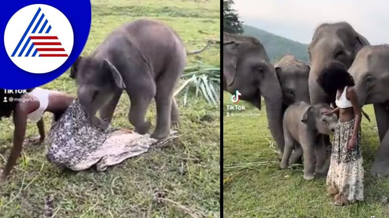 ಆನೆ ಮರಿಯ ತುಂಟಾಟ: ಯುವತಿಯ ಲಂಗ ಎಳೆದಾಡಿ ಆಟ