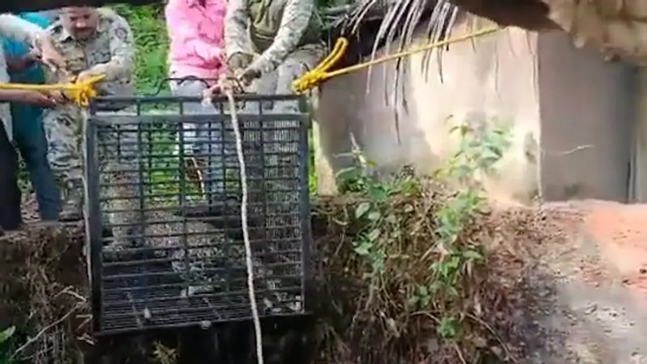 Watch: Forest officials rescue leopard that fell in open well