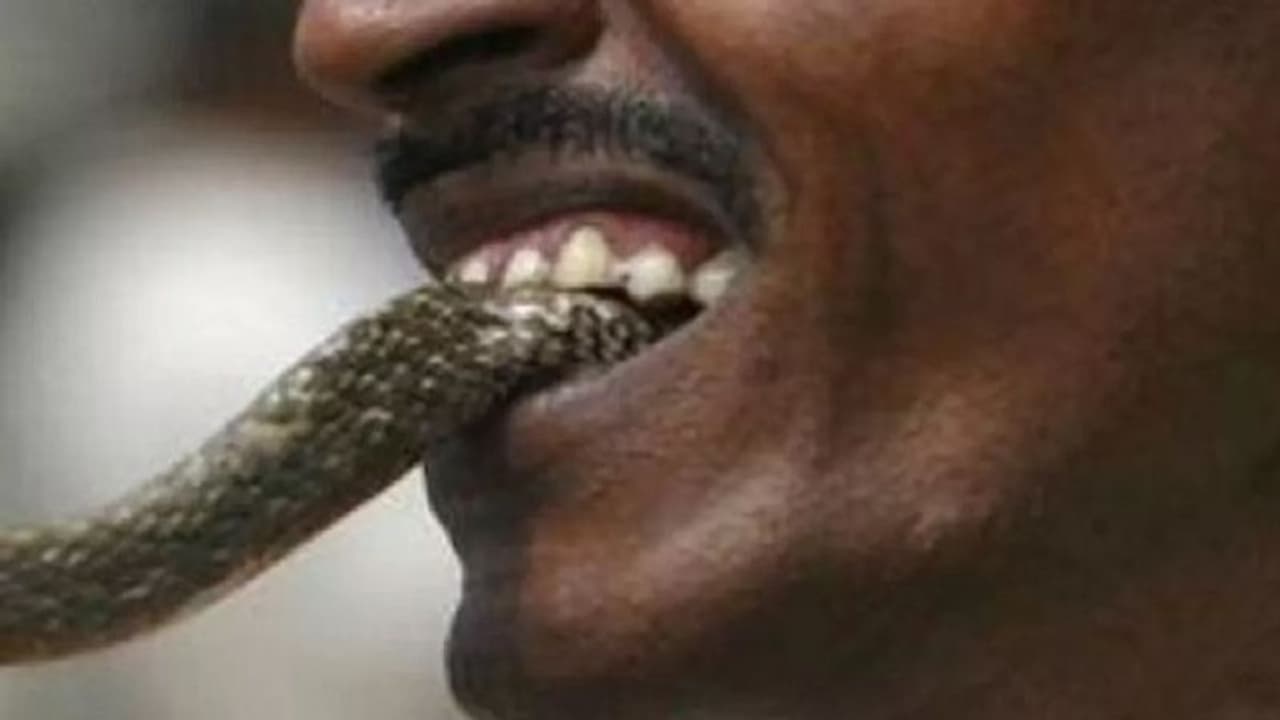 बांदा: सांप ने काटा तो गुस्से में उसे ही चबाकर खा गया किसान, घरवालों ने पिटवाया ढोल बांदा: सांप ने काटा तो गुस्से में उसे ही चबाकर खा गया किसान, घरवालों ने पिटवाया ढोल