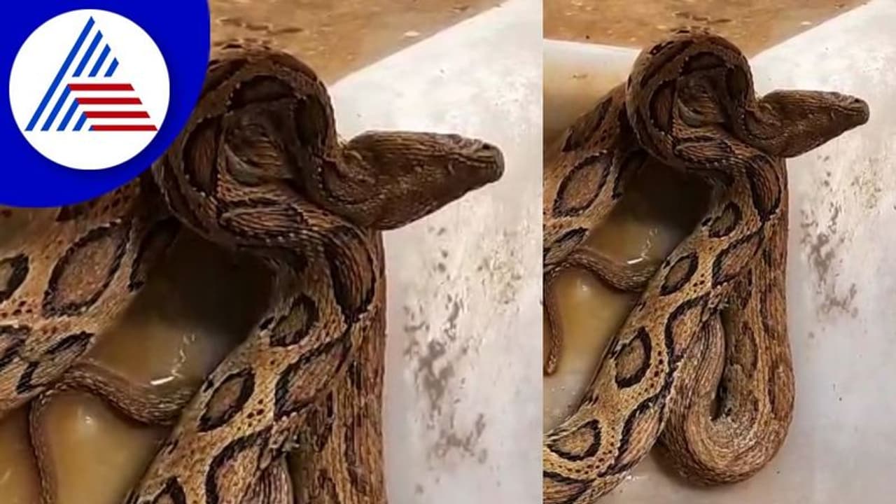 ಗಾಯಗೊಂಡಿದ್ದ ಕೊಳಕು ಮಂಡಲ ಹಾವಿನಿಂದ 41 ಮರಿಗಳ ಜನನ