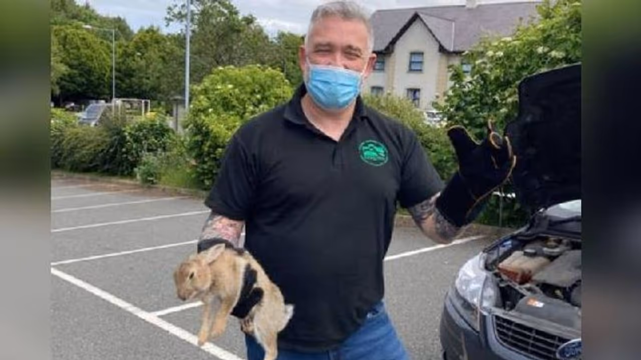 ഇടിച്ച കാറിന്റെ ഗ്രില്ലിൽ കുടുങ്ങി മുയൽ സഞ്ചരിച്ചത് 40 മൈൽ, അത്ഭുതകരമായ രക്ഷപ്പെടൽ ഇടിച്ച കാറിന്റെ ഗ്രില്ലിൽ കുടുങ്ങി മുയൽ സഞ്ചരിച്ചത് 40 മൈൽ, അത്ഭുതകരമായ രക്ഷപ്പെടൽ