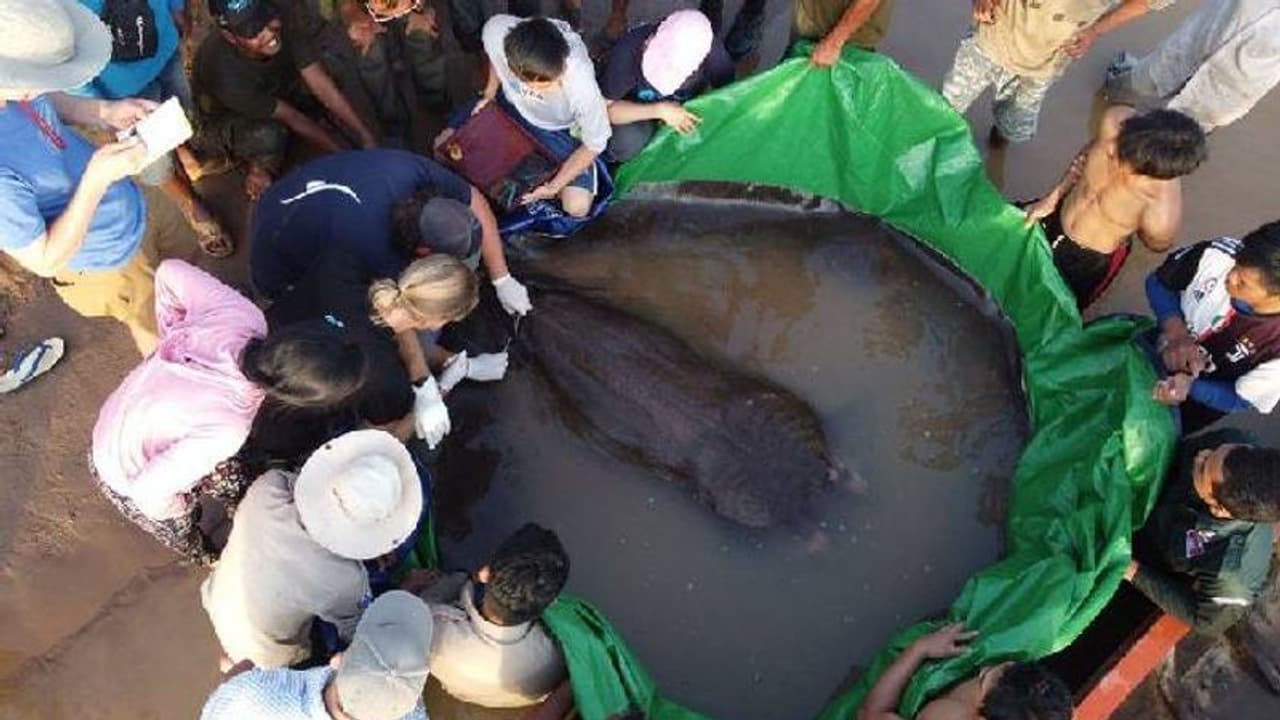 ഈ മത്സ്യത്തൊഴിലാളിയുടെ വലയിൽ കുടുങ്ങിയത് ലോകത്തിലെ ഏറ്റവും വലിയ ശുദ്ധജലമത്സ്യം! ഈ മത്സ്യത്തൊഴിലാളിയുടെ വലയിൽ കുടുങ്ങിയത് ലോകത്തിലെ ഏറ്റവും വലിയ ശുദ്ധജലമത്സ്യം!