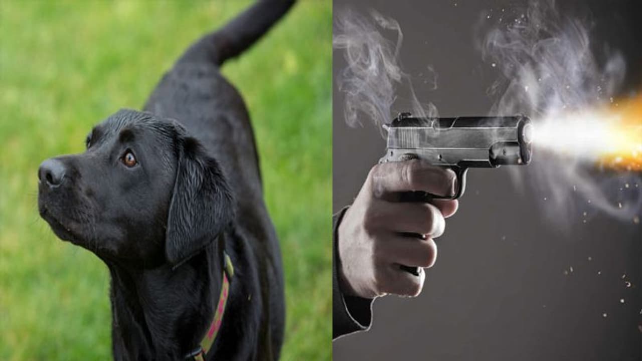 घर बनाने के लिए मंगाई गई बालू पर पड़ोसी के पालतू कुत्ते ने कर दी पेशाब, जताई आपत्ति तो गोली मारकर हुआ फरार घर बनाने के लिए मंगाई गई बालू पर पड़ोसी के पालतू कुत्ते ने कर दी पेशाब, जताई आपत्ति तो गोली मारकर हुआ फरार