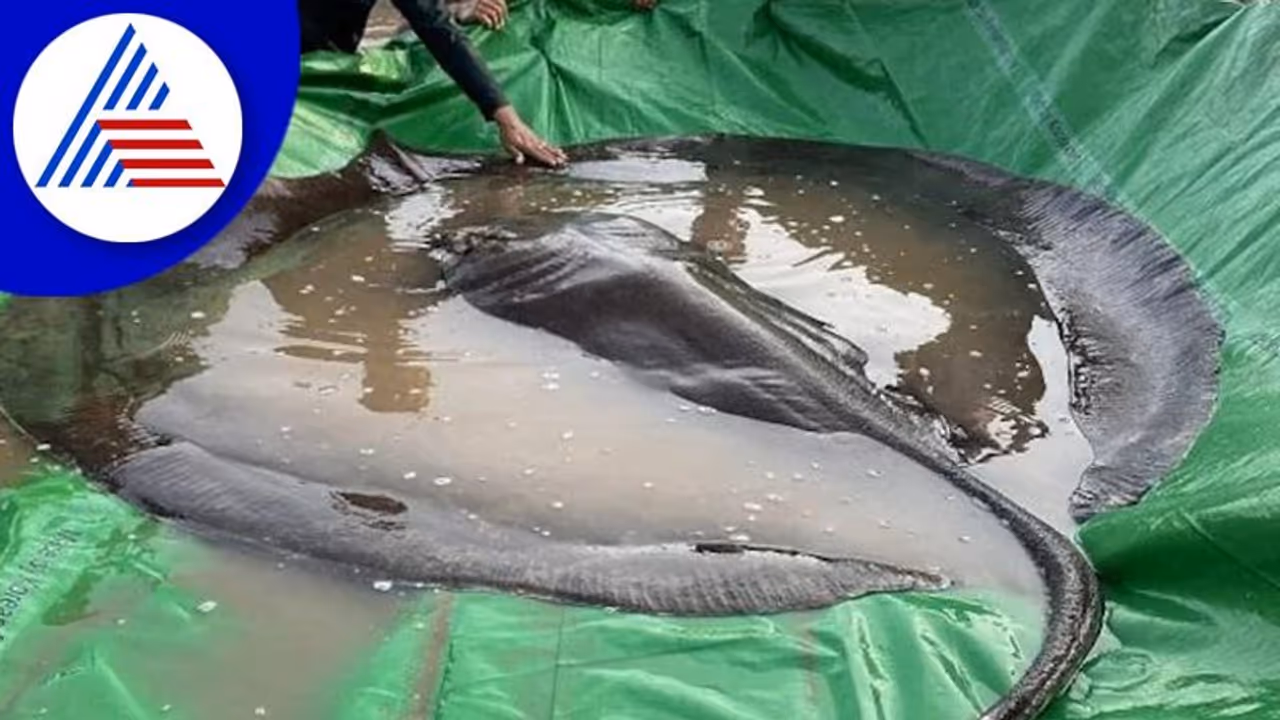 ಬಲೆಗೆ ಬಿತ್ತು 300 ಕೆಜಿ ತೂಗುವ ವಿಶ್ವದ ಅತಿದೊಡ್ಡ ಸಿಹಿ ನೀರಿನ ಮೀನು