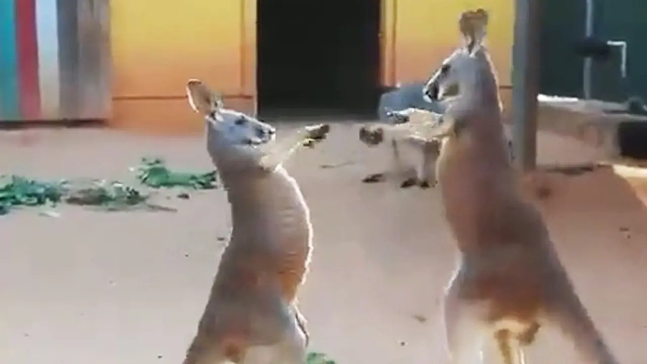 Watch: Kangaroos' hand to hand combat in zoo takes social media by storm Watch: Kangaroos' hand to hand combat in zoo takes social media by storm
