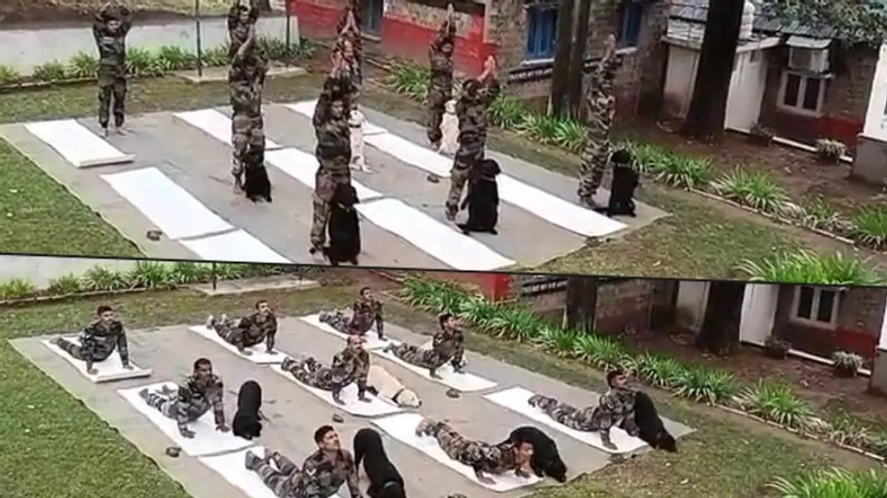 Watch: Army dogs’ adorable video while performing yoga will melt your heart