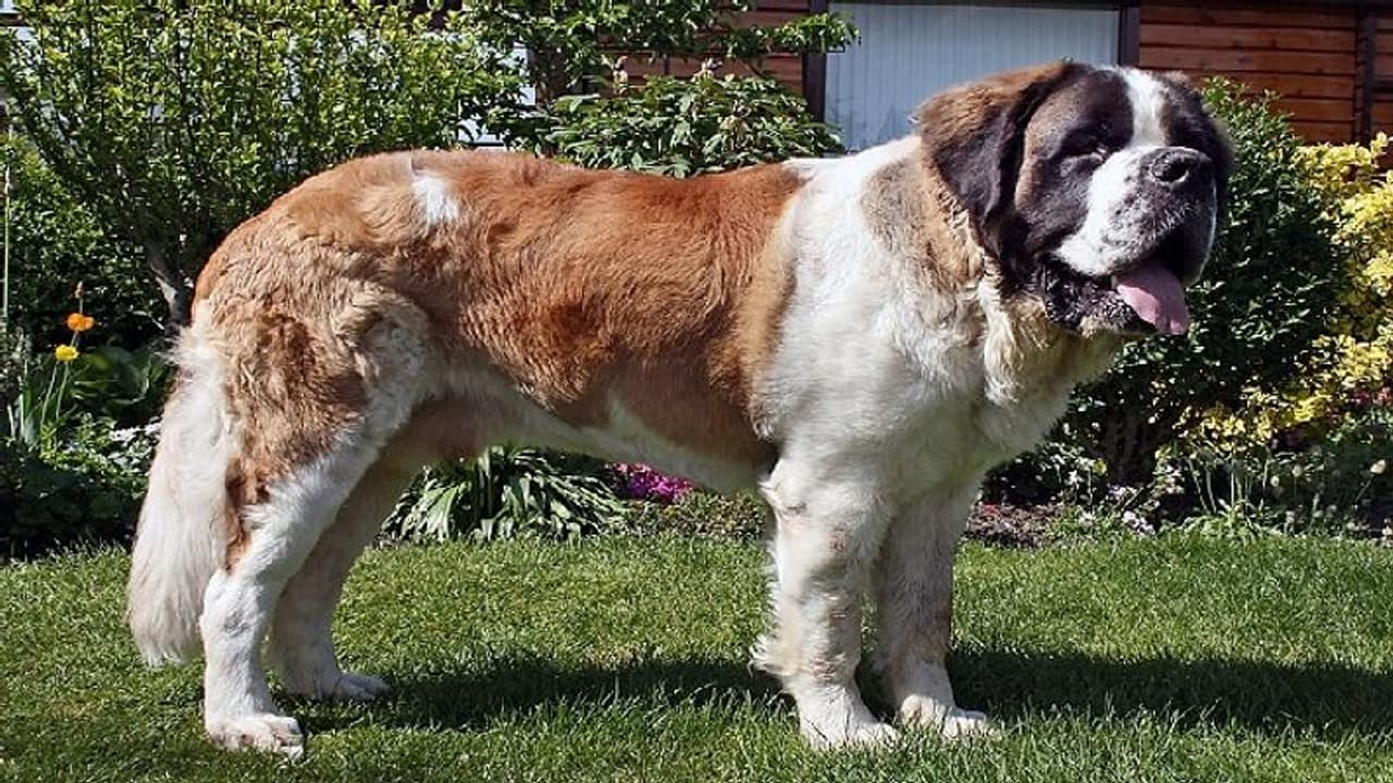 जयपुर के थाने में दर्ज हूआ अनोखा मामला, सास को तीन बार काटने पर घर से निकालने के लिए कुत्ते और बहू पर किया केस जयपुर के थाने में दर्ज हूआ अनोखा मामला, सास को तीन बार काटने पर घर से निकालने के लिए कुत्ते और बहू पर किया केस