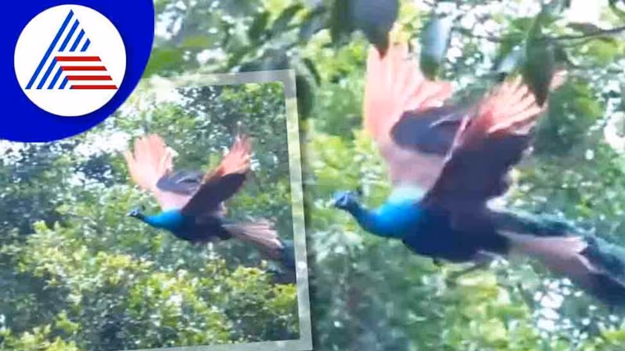 ಹಾರೋ ನವಿಲ ನೋಡಿದಿರೆ... ಮಯೂರಿಯ ಮನ ಸೆಳೆಯೋ ವಿಡಿಯೋ