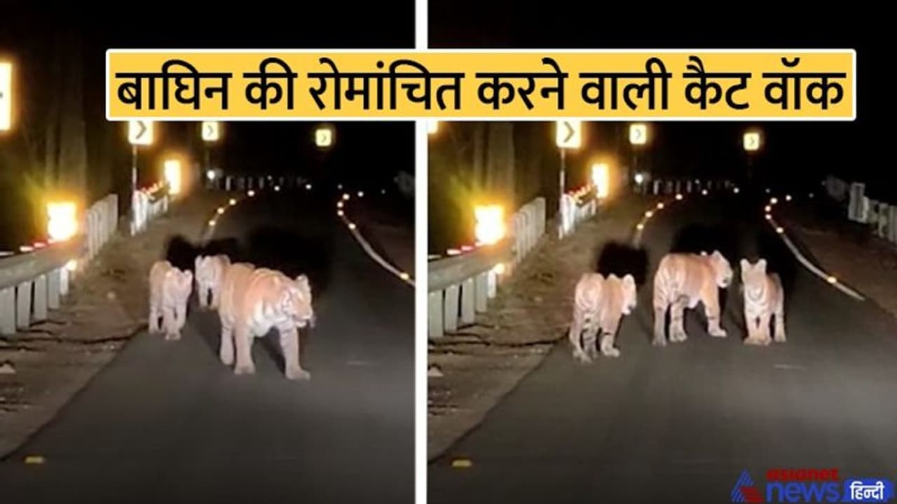राजस्थान में हाइवे पर टहलने निकली बाघिन, अपने दो शावकों के साथ मौसम का लिया मजा...देखिए शानदार वीडियो राजस्थान में हाइवे पर टहलने निकली बाघिन, अपने दो शावकों के साथ मौसम का लिया मजा...देखिए शानदार वीडियो
