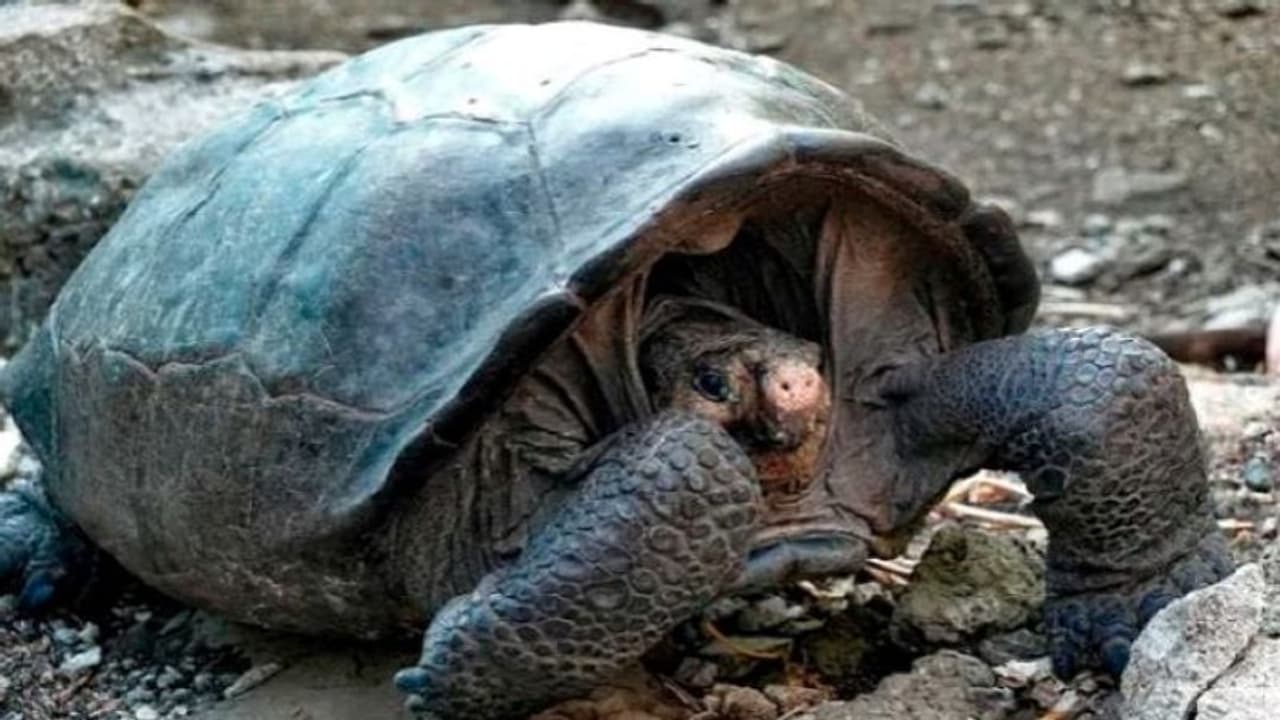 क्या इंसान मुंह और नाक के अलावा, आंतों के जरिए भी ले सकेंगे सांस? चूहे और सुअर पर सफल रहा प्रयोग 