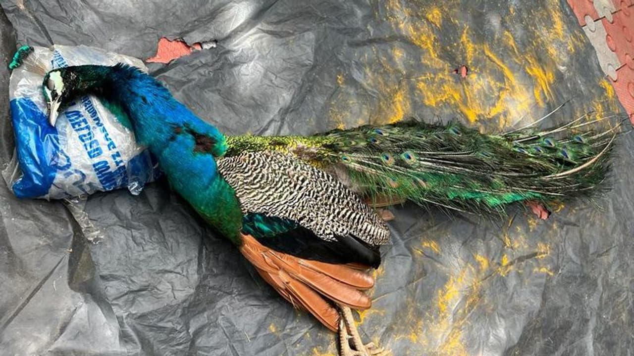 തെരുവ് നായ്ക്കളെ കണ്ട് ഭയന്ന് പറന്നപ്പോൾ വൈദ്യുതി കമ്പികളിൽ തട്ടി; മയിൽ ഷോക്കേറ്റ് ചത്തു തെരുവ് നായ്ക്കളെ കണ്ട് ഭയന്ന് പറന്നപ്പോൾ വൈദ്യുതി കമ്പികളിൽ തട്ടി; മയിൽ ഷോക്കേറ്റ് ചത്തു