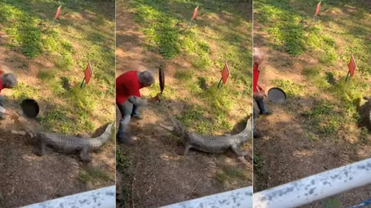 ದಾಳಿ ಮಾಡಲು ಬಂದ ಮೊಸಳೆಯನ್ನು ದೋಸೆ ಕಾವಲಿಯಿಂದ ಹೊಡೆದು ಓಡಿಸಿದ: ವಿಡಿಯೋ ವೈರಲ್