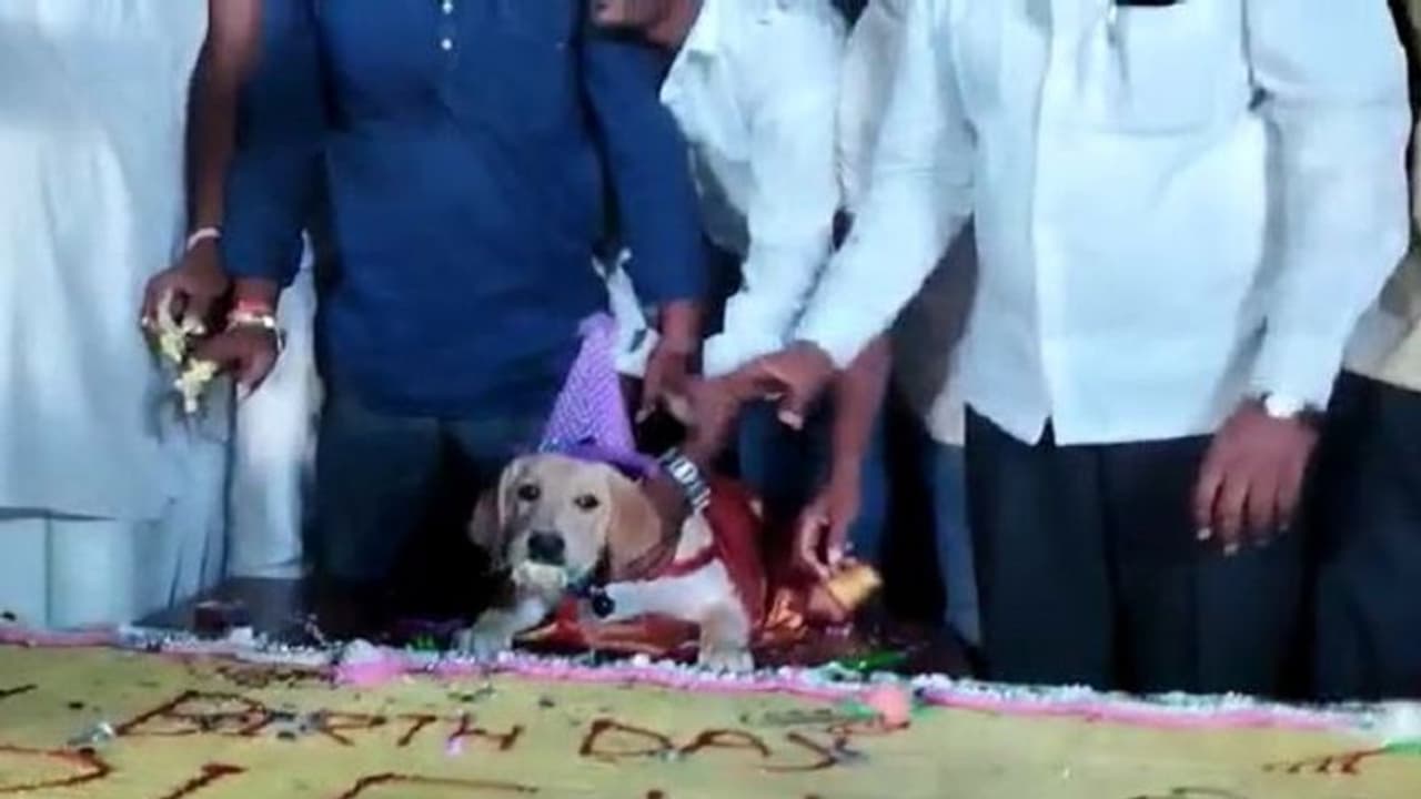 ಗ್ರಾಮ ಪಂಚಾಯತಿ ರಾಜಕಾರಣದ ಕಥೆ ಬಿಚ್ಚಿಟ್ಟ ನಾಯಿ 'ಕ್ರಿಶ್' ಅದ್ಧೂರಿ ಬರ್ತ್‌ಡೇ ಪಾರ್ಟಿ...!