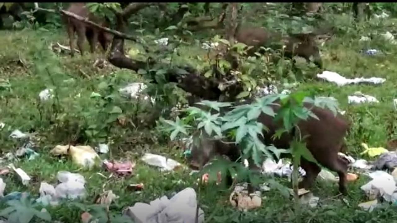 കുമളിയിൽ കൂട്ടമായെത്തുന്ന കാട്ടുപന്നികൾ, ജനവാസ കേന്ദ്രങ്ങളിൽ ഭീഷണിയാകുന്നു കുമളിയിൽ കൂട്ടമായെത്തുന്ന കാട്ടുപന്നികൾ, ജനവാസ കേന്ദ്രങ്ങളിൽ ഭീഷണിയാകുന്നു