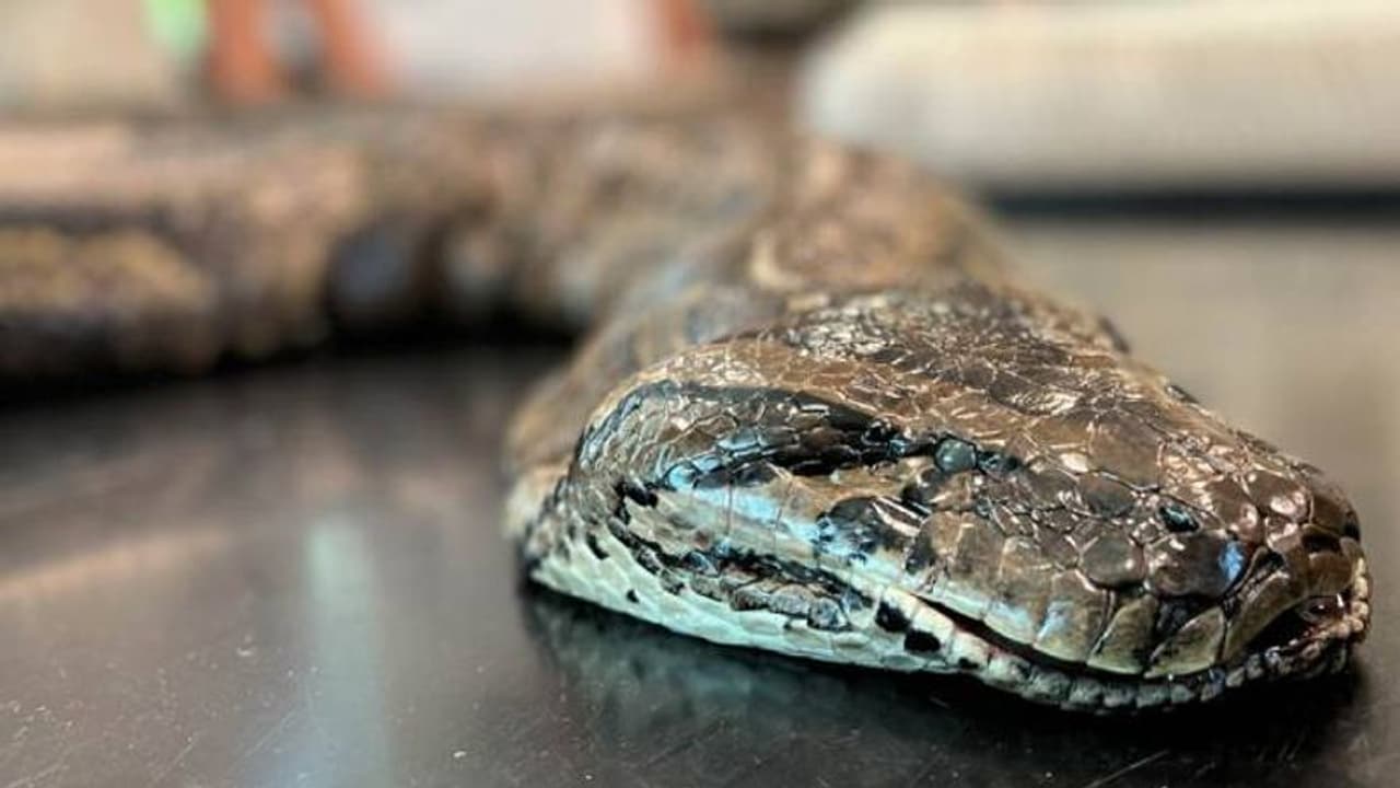 অজগর না অ্যানাকোন্ডা? বনকর্তার টুইট করা ভিডিও ঘিরে তোলপাড় সোশ্যাল মিডিয়া আপনিও দেখে নিন অজগর না অ্যানাকোন্ডা? বনকর্তার টুইট করা ভিডিও ঘিরে তোলপাড় সোশ্যাল মিডিয়া আপনিও দেখে নিন