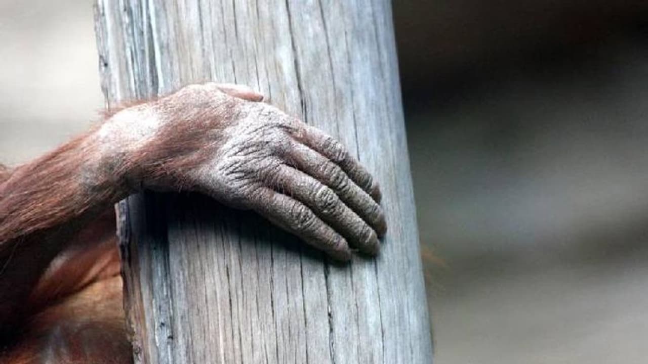 സിഗരറ്റ് വലിക്കുന്ന ഒറാംഗുട്ടാൻ, പ്രതിഷേധം, സന്ദർശകരാവാം സിഗരറ്റ് നൽകിയതെന്ന് മൃഗശാല സിഗരറ്റ് വലിക്കുന്ന ഒറാംഗുട്ടാൻ, പ്രതിഷേധം, സന്ദർശകരാവാം സിഗരറ്റ് നൽകിയതെന്ന് മൃഗശാല