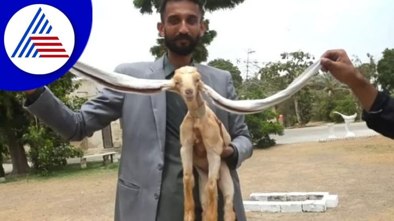 19 ಇಂಚಿನ ಕಿವಿಯೊಂದಿಗೆ ಜನಿಸಿದ ಮೇಕೆ ಮರಿ