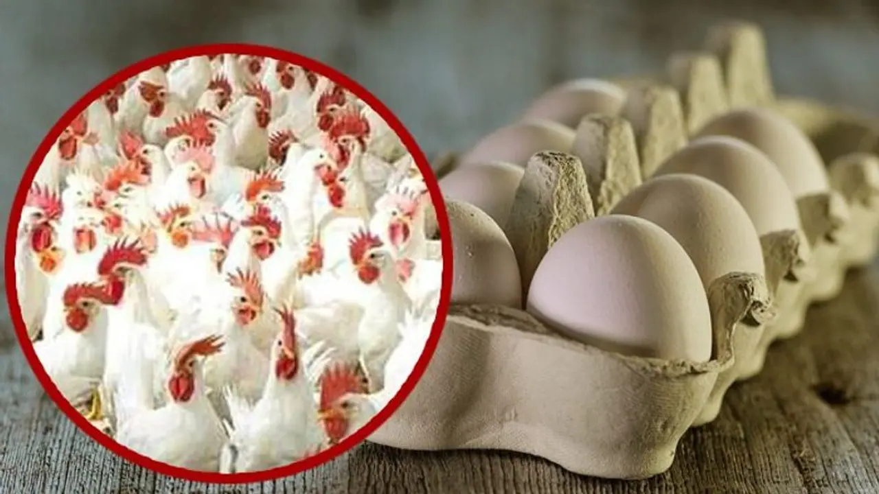 রবিবারের পাতে মাংসের ঝোলে টান! নতুন করে দাম বাড়ল মুরগীর মাংস আর ডিমের 