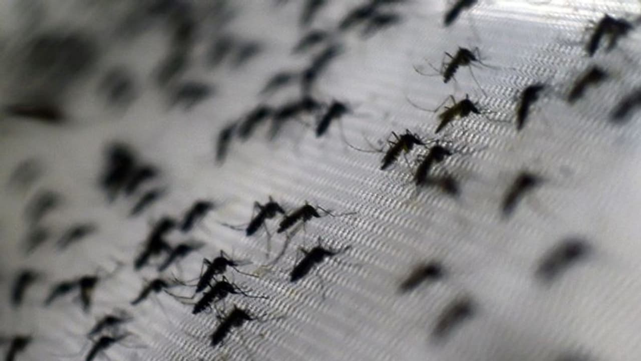 To combat Dengue surge in Delhi, MCD issues helpline numbers; check here