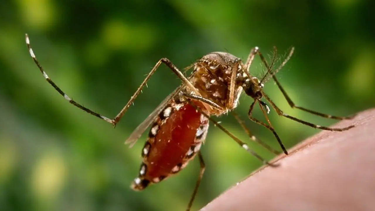 Dengue Fever : ശ്രദ്ധിക്കുക, നിങ്ങളുടെ ചുറ്റുപാടുകള്‍ ഡെങ്കിപ്പനിക്ക് അനുകൂലമാണോ?