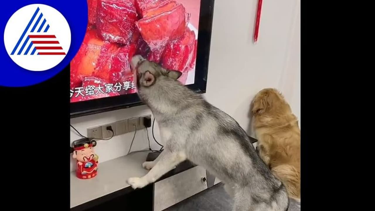 ಮಾಂಸ ನೋಡಿ ಟಿವಿ ಸ್ಕ್ರಿನ್ ನೆಕ್ಕಲು ಶುರು ಮಾಡಿದ ಶ್ವಾನ : ವಿಡಿಯೋ ವೈರಲ್