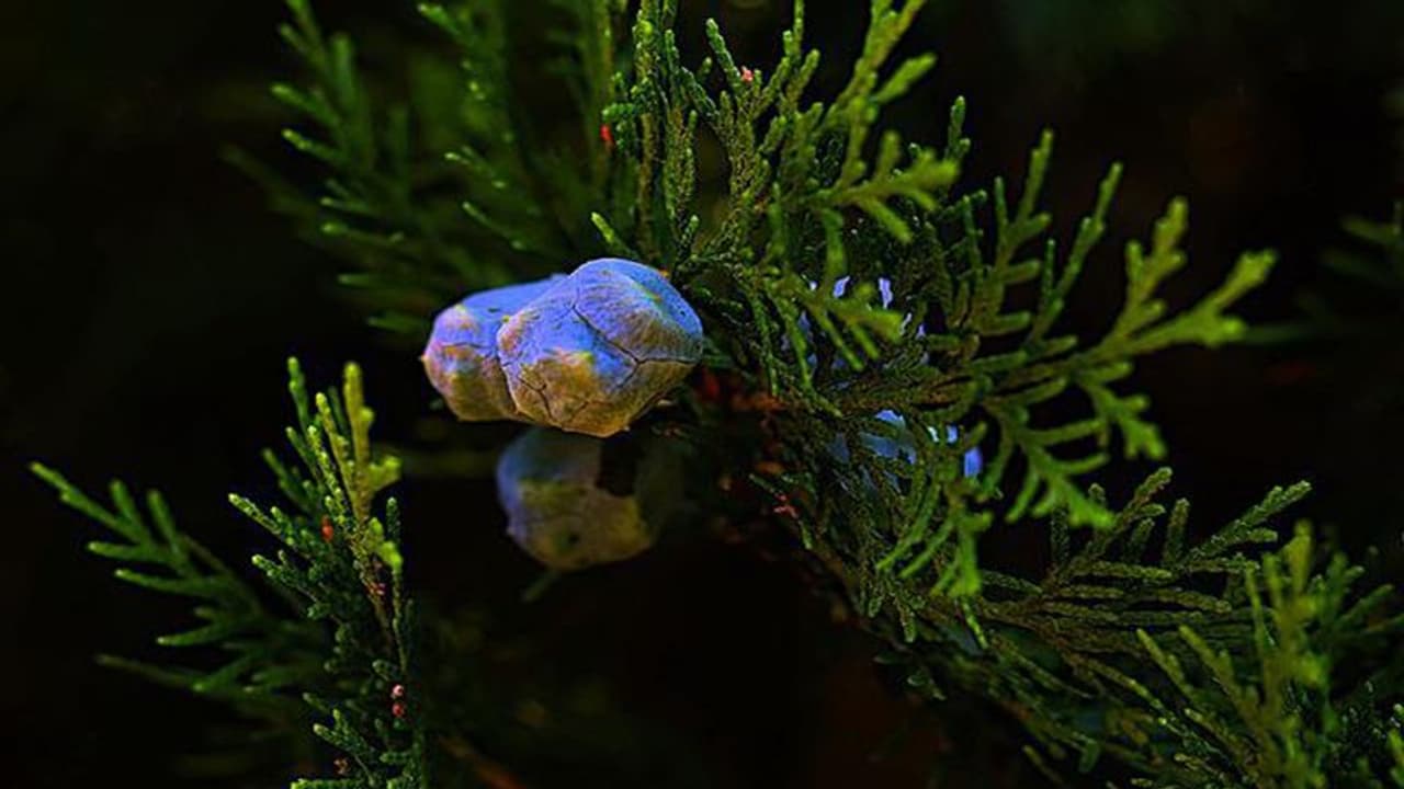 Artificial Photosynthesis: ಸೂರ್ಯನ ಬೆಳಕಿಲ್ಲದೆಯೂ ಆಹಾರ ಧಾನ್ಯ ಬೆಳೆದ ವಿಜ್ಞಾನಿಗಳು! Artificial Photosynthesis: ಸೂರ್ಯನ ಬೆಳಕಿಲ್ಲದೆಯೂ ಆಹಾರ ಧಾನ್ಯ ಬೆಳೆದ ವಿಜ್ಞಾನಿಗಳು!