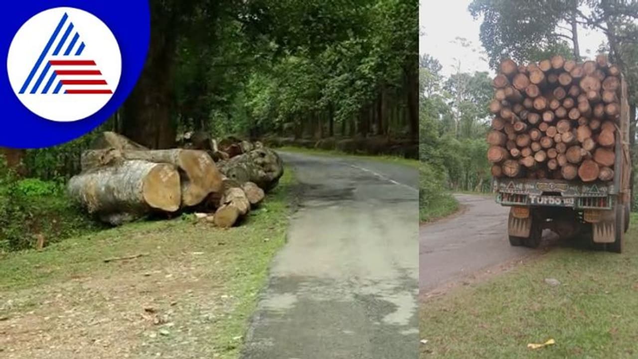 Chikkamagaluru; ಟಿಂಬರ್ ಮಾಫಿಯಾದಿಂದ ಮಲೆನಾಡಿಗೆ ಕಂಟಕ