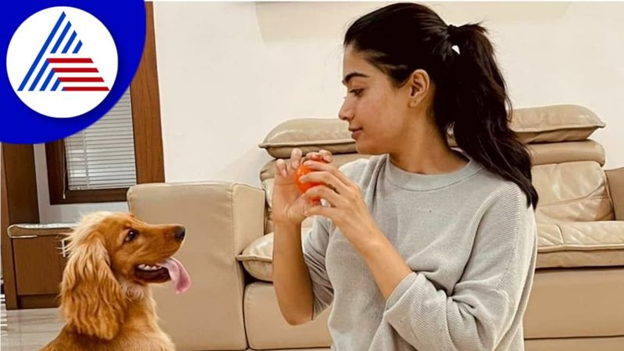 ನನ್ನ ನಾಯಿಗೂ ವಿಮಾನದ ಟಿಕೆಟ್ ಮಾಡಿಸಿ ಎಂದು ನಿರ್ಮಾಪಕರಿಗೆ ಹೇಳಿದ್ರಂತೆ ರಶ್ಮಿಕಾ! ನನ್ನ ನಾಯಿಗೂ ವಿಮಾನದ ಟಿಕೆಟ್ ಮಾಡಿಸಿ ಎಂದು ನಿರ್ಮಾಪಕರಿಗೆ ಹೇಳಿದ್ರಂತೆ ರಶ್ಮಿಕಾ!