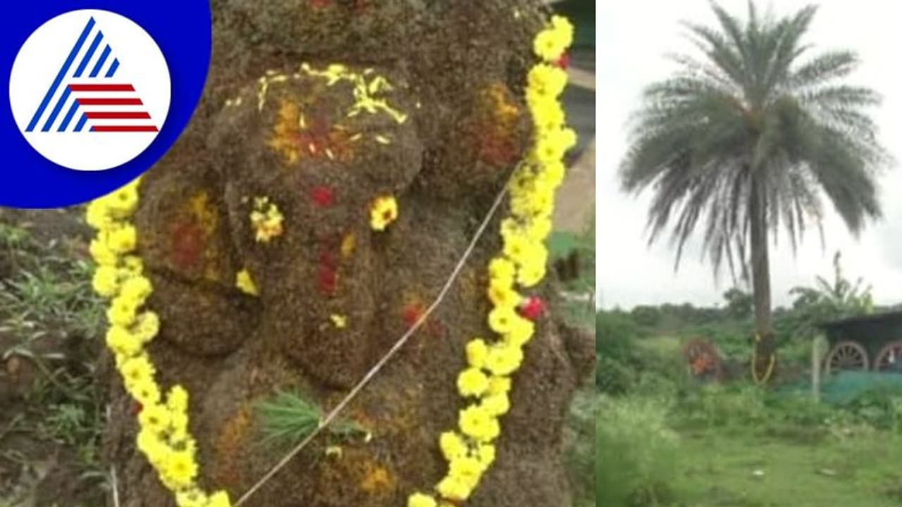 Chikkamagaluru: ಹತ್ತಾರು ವರ್ಷಗಳಿಂದಿದ್ದ ಈಚಲು ಮರದಲ್ಲಿ ವಿಘ್ನೇಶ್ವರ ಪ್ರತ್ಯಕ್ಷ Chikkamagaluru: ಹತ್ತಾರು ವರ್ಷಗಳಿಂದಿದ್ದ ಈಚಲು ಮರದಲ್ಲಿ ವಿಘ್ನೇಶ್ವರ ಪ್ರತ್ಯಕ್ಷ