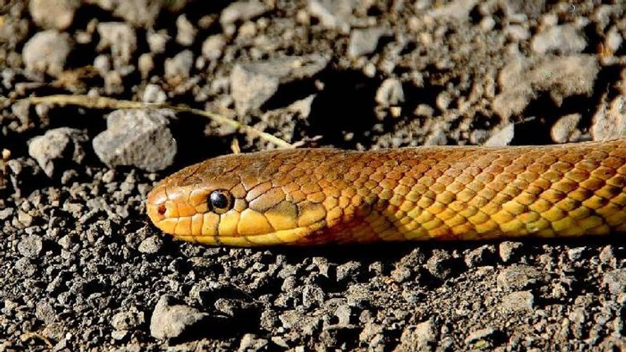 ഭാര്യയെ പാമ്പ് കടിച്ചു, പാമ്പിനെയും കുപ്പിക്കുള്ളിലാക്കി ആശുപത്രിയിലെത്തിച്ചു! ഭാര്യയെ പാമ്പ് കടിച്ചു, പാമ്പിനെയും കുപ്പിക്കുള്ളിലാക്കി ആശുപത്രിയിലെത്തിച്ചു!