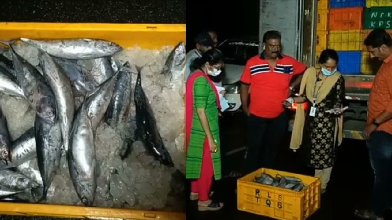 കൊല്ലം ആര്യങ്കാവിൽ പഴകിയ മീൻ പിടികൂടി, 3 ലോറികളിലായി എത്തിച്ചത് 10,750 കിലോ ചൂര കൊല്ലം ആര്യങ്കാവിൽ പഴകിയ മീൻ പിടികൂടി, 3 ലോറികളിലായി എത്തിച്ചത് 10,750 കിലോ ചൂര