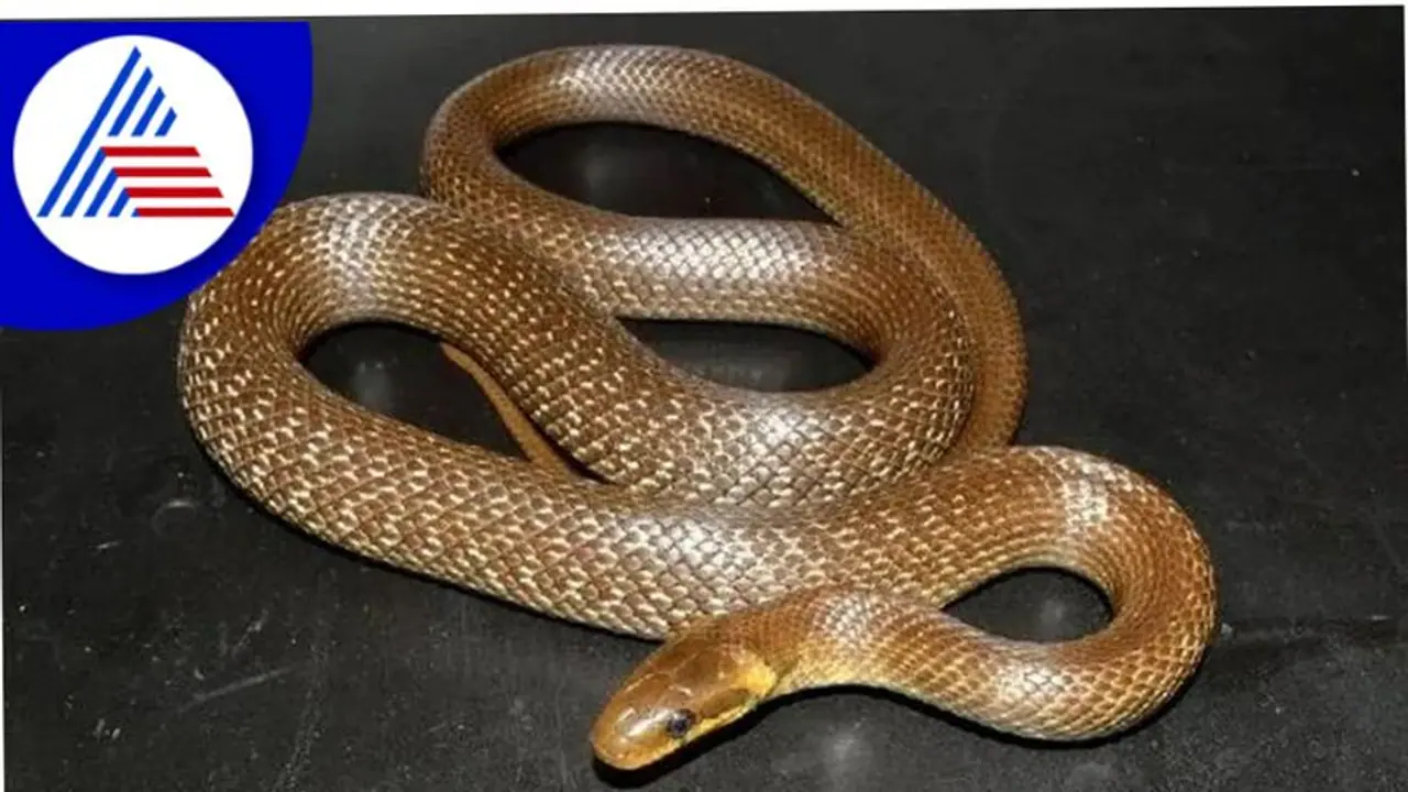 ಮನೆಯೊಳಗೆ ಹಾವು ಬಂದರೆ ಏನರ್ಥ? ನೀವೇನು ಮಾಡಬೇಕು?