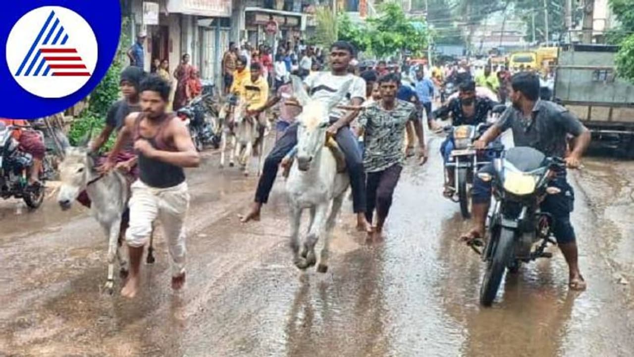 ಬಾಗಲಕೋಟೆಯಲ್ಲಿ ಕತ್ತೆಗಳ ಓಟದ ಸ್ಪರ್ಧೆ: ಡಾಂಕಿ ಓಟಕ್ಕೆ ಹುಚ್ಚೆದ್ದು ಕುಣಿದ ಯುವ ಜನತೆ..! ಬಾಗಲಕೋಟೆಯಲ್ಲಿ ಕತ್ತೆಗಳ ಓಟದ ಸ್ಪರ್ಧೆ: ಡಾಂಕಿ ಓಟಕ್ಕೆ ಹುಚ್ಚೆದ್ದು ಕುಣಿದ ಯುವ ಜನತೆ..!