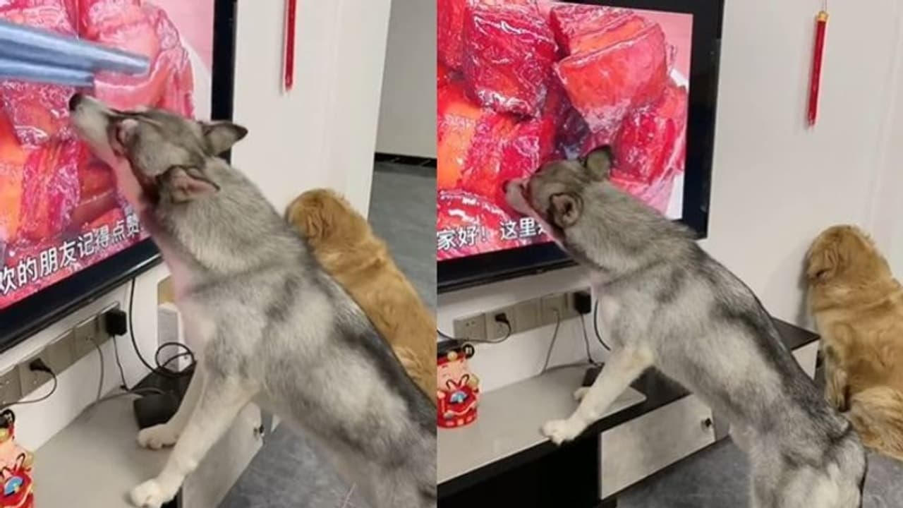 'കാര്യം അവര്‍ക്കറിയില്ലല്ലോ'; വളര്‍ത്തുനായയുടെ രസകരമായ വീഡിയോ 