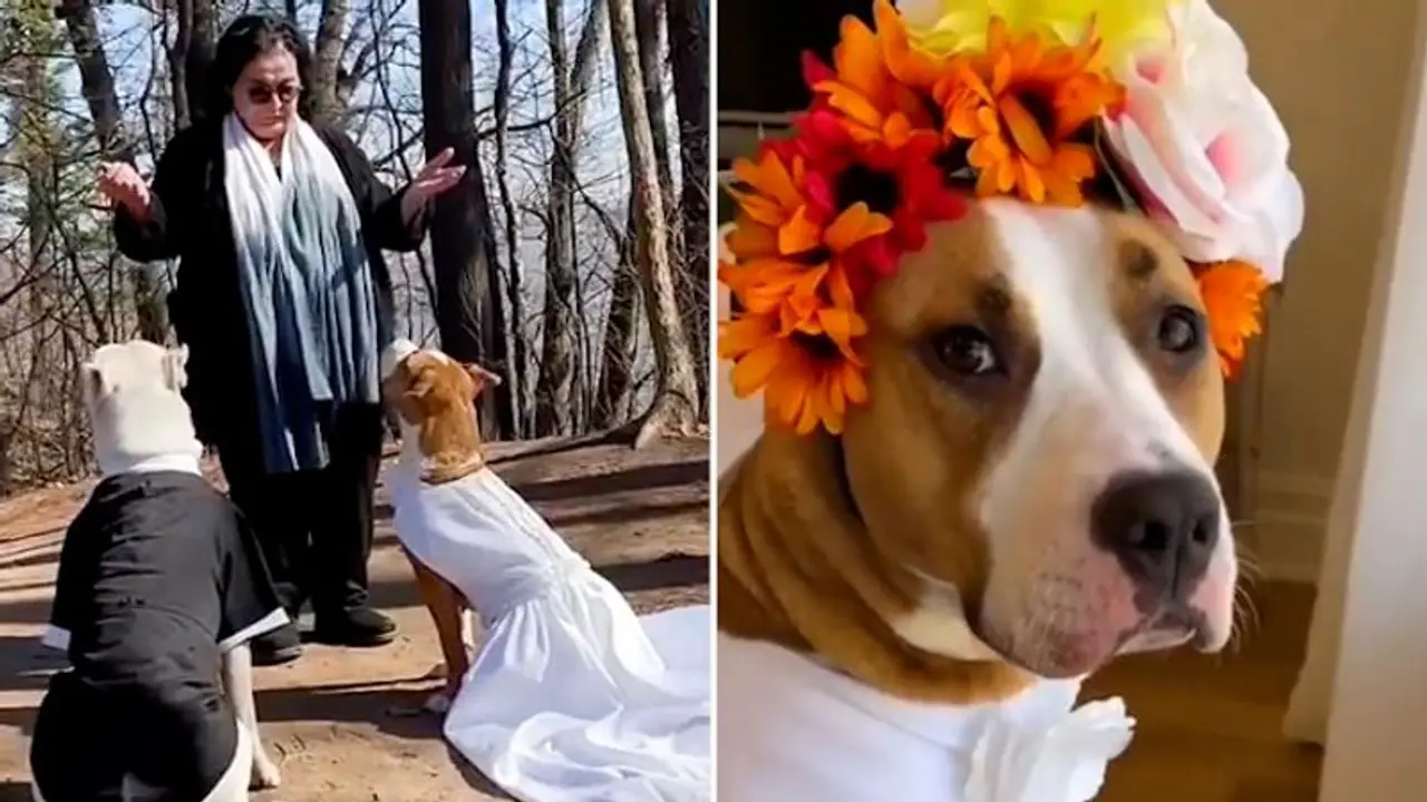 Watch: Doggo couple gets married; netizens are left delighted Watch: Doggo couple gets married; netizens are left delighted