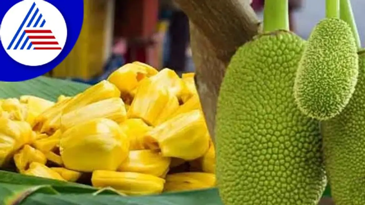 ಮಧುಮೇಹಿಗಳು ಹಲಸಿನ ಹಣ್ಣು ಅಥವಾ ಕಾಯಿ ಯಾವುದು ತಿಂದ್ರೆ ಒಳ್ಳೇದು ? ಮಧುಮೇಹಿಗಳು ಹಲಸಿನ ಹಣ್ಣು ಅಥವಾ ಕಾಯಿ ಯಾವುದು ತಿಂದ್ರೆ ಒಳ್ಳೇದು ?