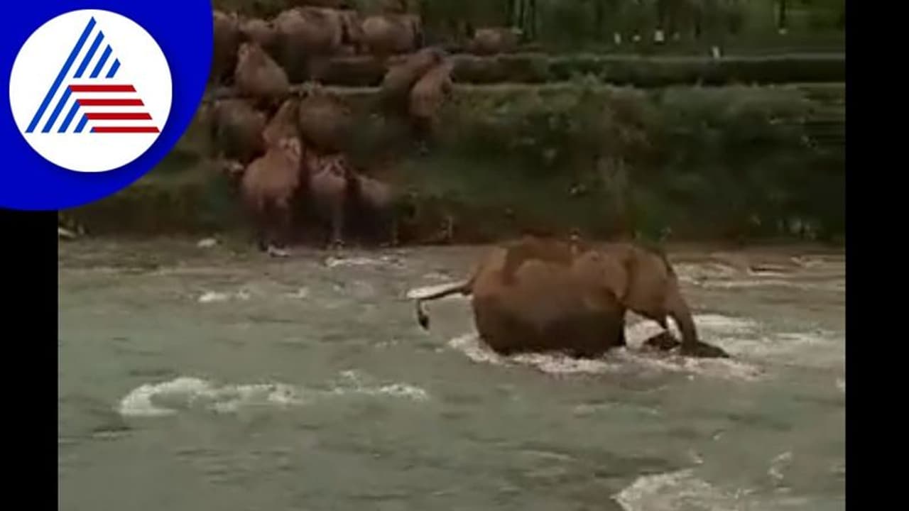 ನೀರಿನಲ್ಲಿ ಕೊಚ್ಚಿ ಹೋಗುತ್ತಿದ್ದ ಮರಿಯಾನೆಯ ರಕ್ಷಿಸಿದ ತಾಯಿ ಆನೆ 