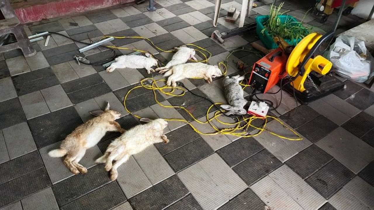 ആലപ്പുഴയിൽ കൂടുകളിലുള്ള മുയലുകളെ അജ്ഞാതർ വടികൊണ്ട് തല്ലിക്കൊന്നു, പരാതി