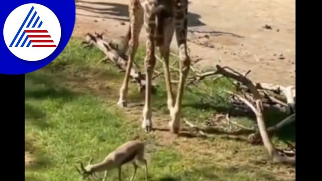 ಜಿಂಕೆ ಮರಿಯ ಕೊಂಬಿನಲ್ಲಿ ಸಿಲುಕಿದ್ದ ಗಿಡ ಕಿತ್ತೆಸೆದ ಜಿರಾಫೆ : ವಿಡಿಯೋ ವೈರಲ್