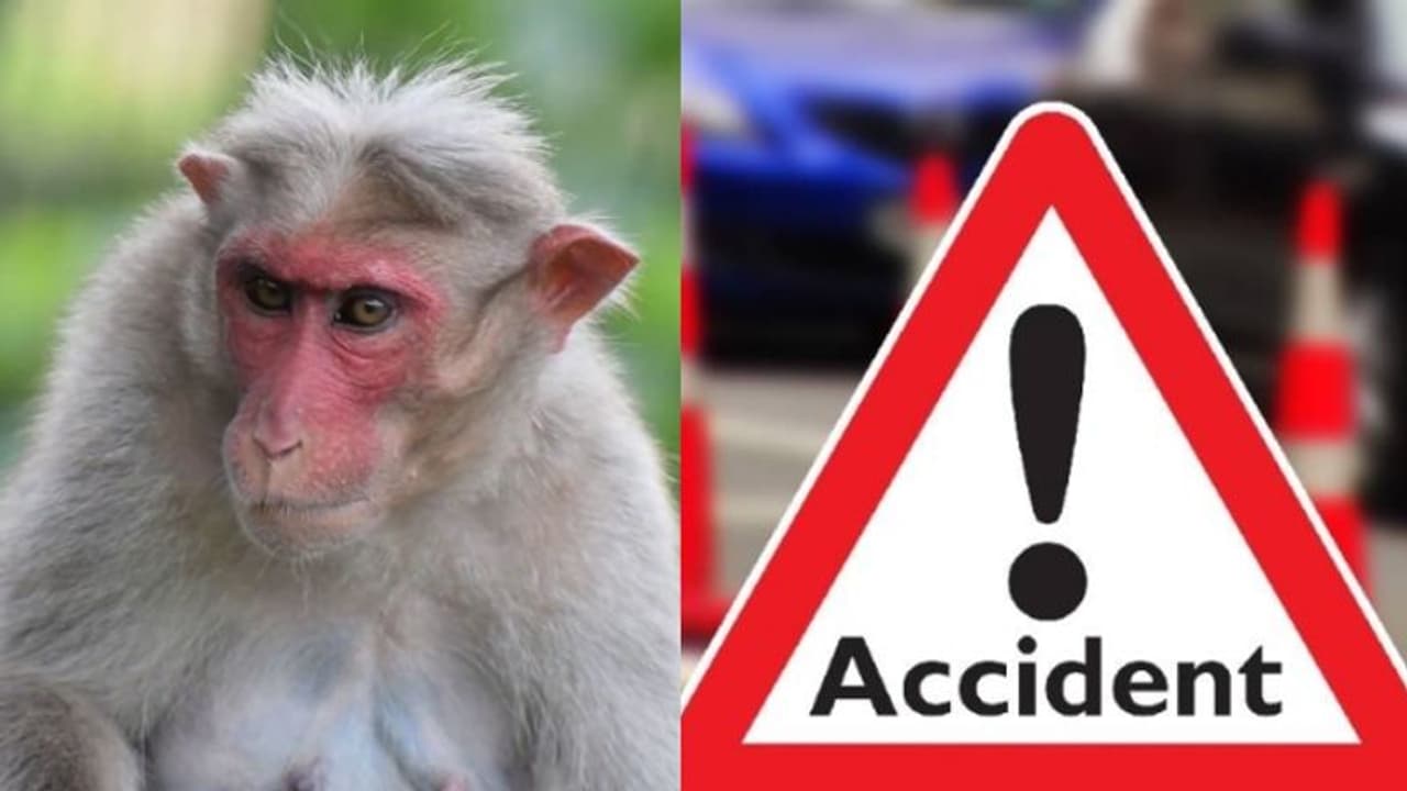 നടുറോഡില് കുരങ്ങന്, രക്ഷിക്കാനായി വെട്ടിച്ച കാര് മരത്തിലിടിച്ച് തലകീഴായി മറിഞ്ഞു നടുറോഡില് കുരങ്ങന്, രക്ഷിക്കാനായി വെട്ടിച്ച കാര് മരത്തിലിടിച്ച് തലകീഴായി മറിഞ്ഞു